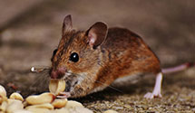 24 Hour & Emergency Exterminators in Kellnersville, WI